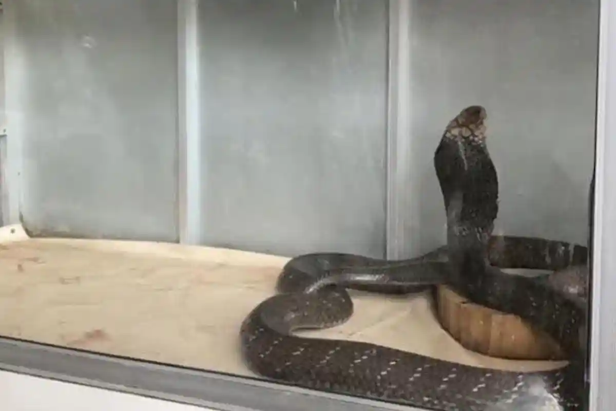 Tragis, Warga Trenggalek Tewas Digigit Ular King Kobra Peliharaan, Berawal dari Mau Ganti Air Minum