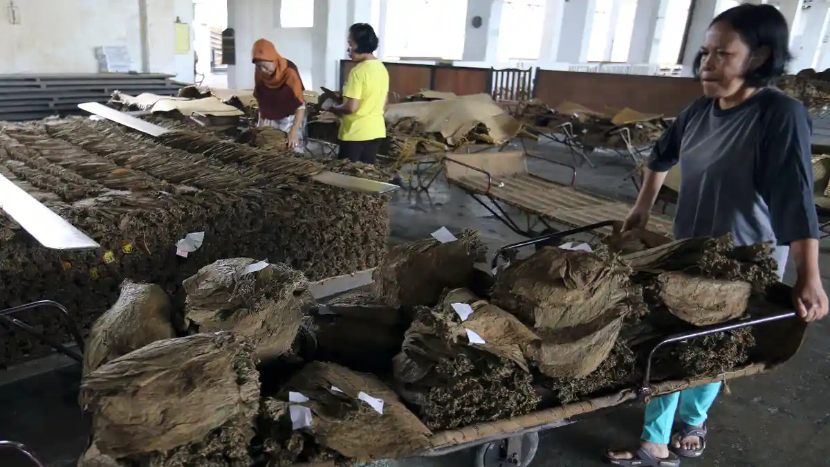 Sejarah Panjang Tembakau Deli, Lebih Tua Dibandingkan Pemerintahan Kolonialis