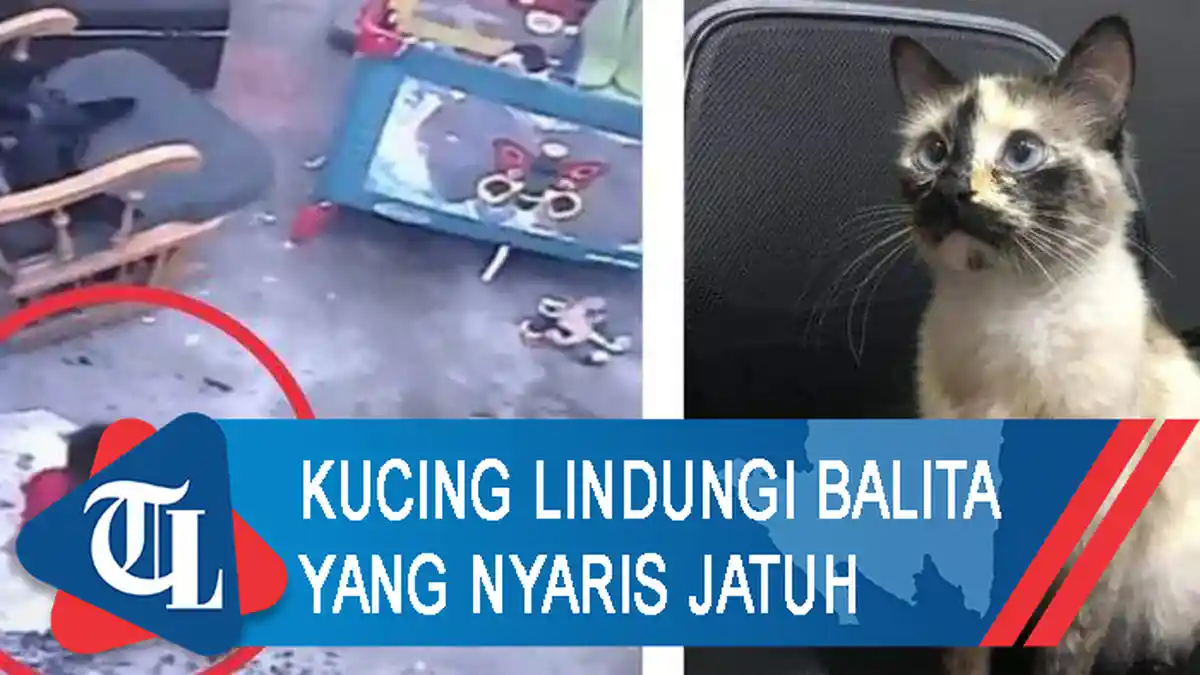 Kucing Lindungi Balita yang Nyaris Jatuh ke Tangga
