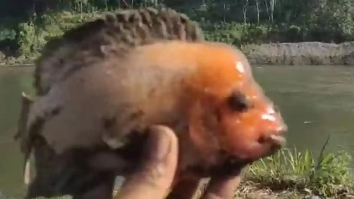 Ikan Red Devil Ditemukan di Banyak Perairan di Tulungagung, Spesies Ikan Asli Terancam Punah