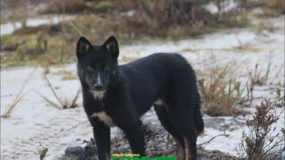 Kisah Dingo Anjing yang Bernyanyi di Papua, Sulit Ditemukan Hingga Dianggap Mistis oleh Warga