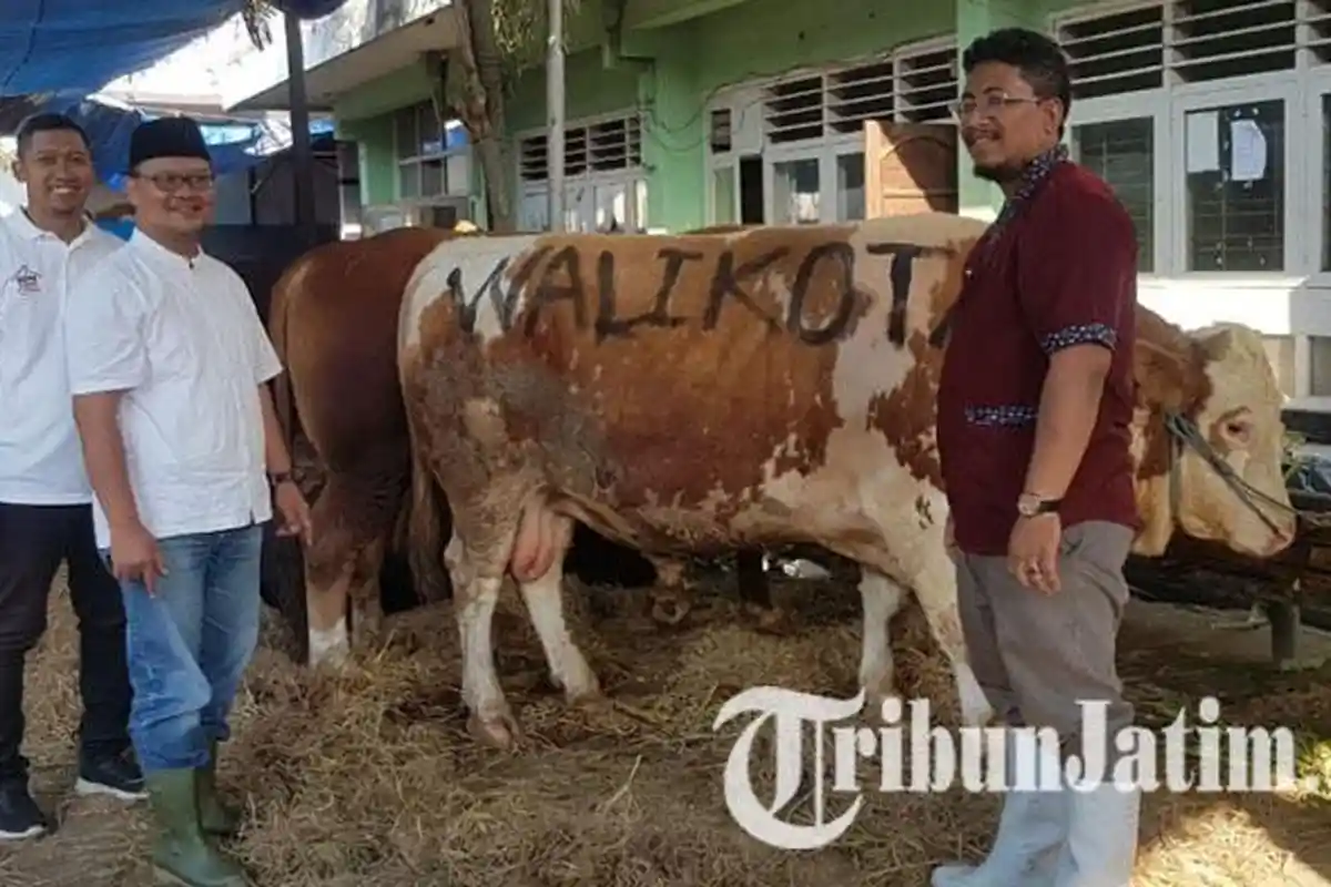 Wali Kota Surabaya Eri Cahyadi Berkurban 4 Sapi, Ada yang Punya 'Mata Kucing' Sampai Berbobot 960 Kg