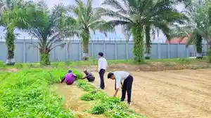 WBP-Lapas-Nunukan-memanen-kangkung-dan-bayam.jpg