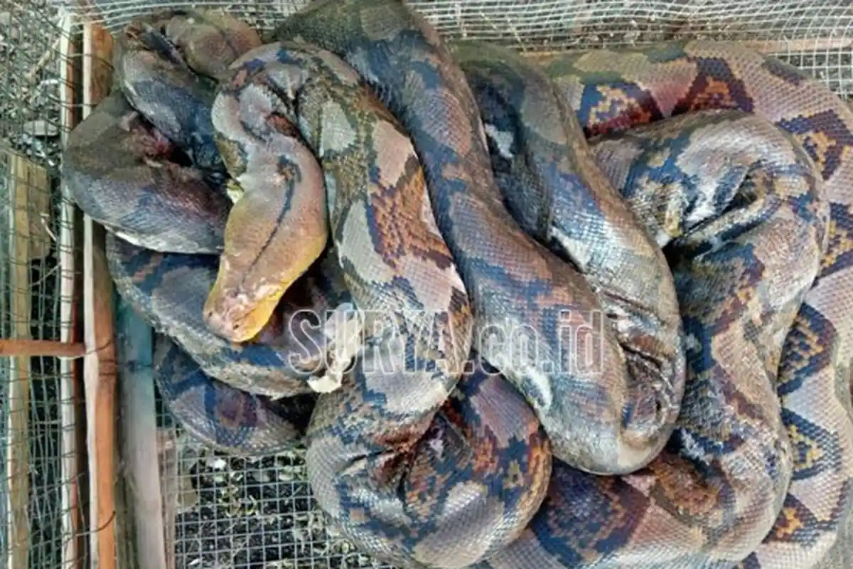 Hingga Kini, Warga Sudah Tangkap 9 Ular Sanca Kembang Besar di Kawasan Gua Unengan