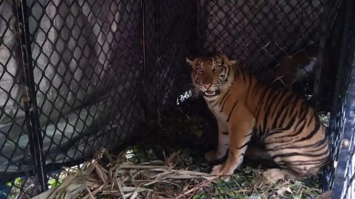 BKSDA Turun ke Subulussalam, Cek Laporan Kemunculan Harimau Sumatera dan Gajah di Kebun Warga