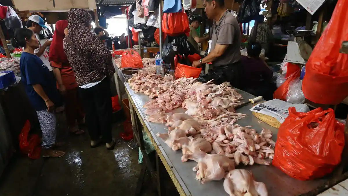 Harga Ayam Melonjak karena Komitmen Pengurangan Suplai Bibit