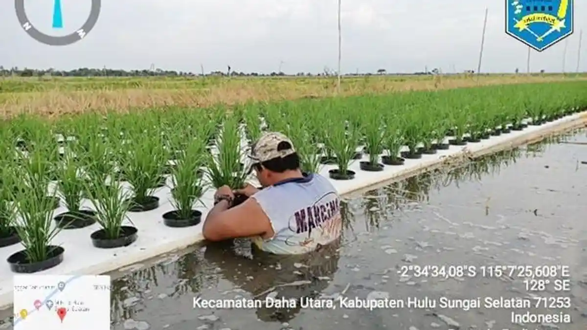 Padi Apung Bukan Gimik