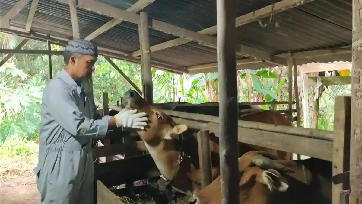STOK Cukup, Cek Daftar Harga Hewan Kurban di Lingga Jelang Idul Adha 1444 Hijriah