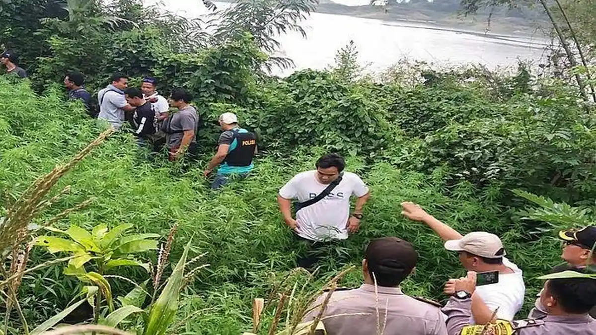 Ladang Ganja yang Ditemukan di Purwakarta Jauh dari Pemukiman Warga