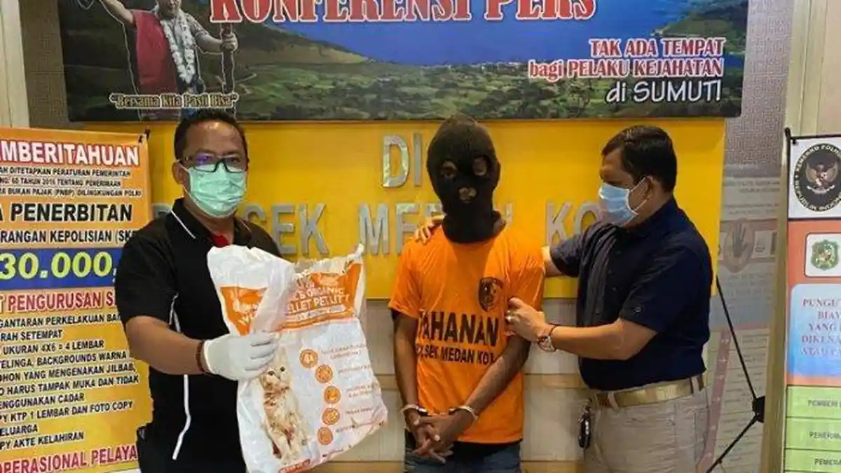 Tiga Kali Kucing Himalaya di Medan, Seorang Pemuda Akhirnya diringkus Polisi