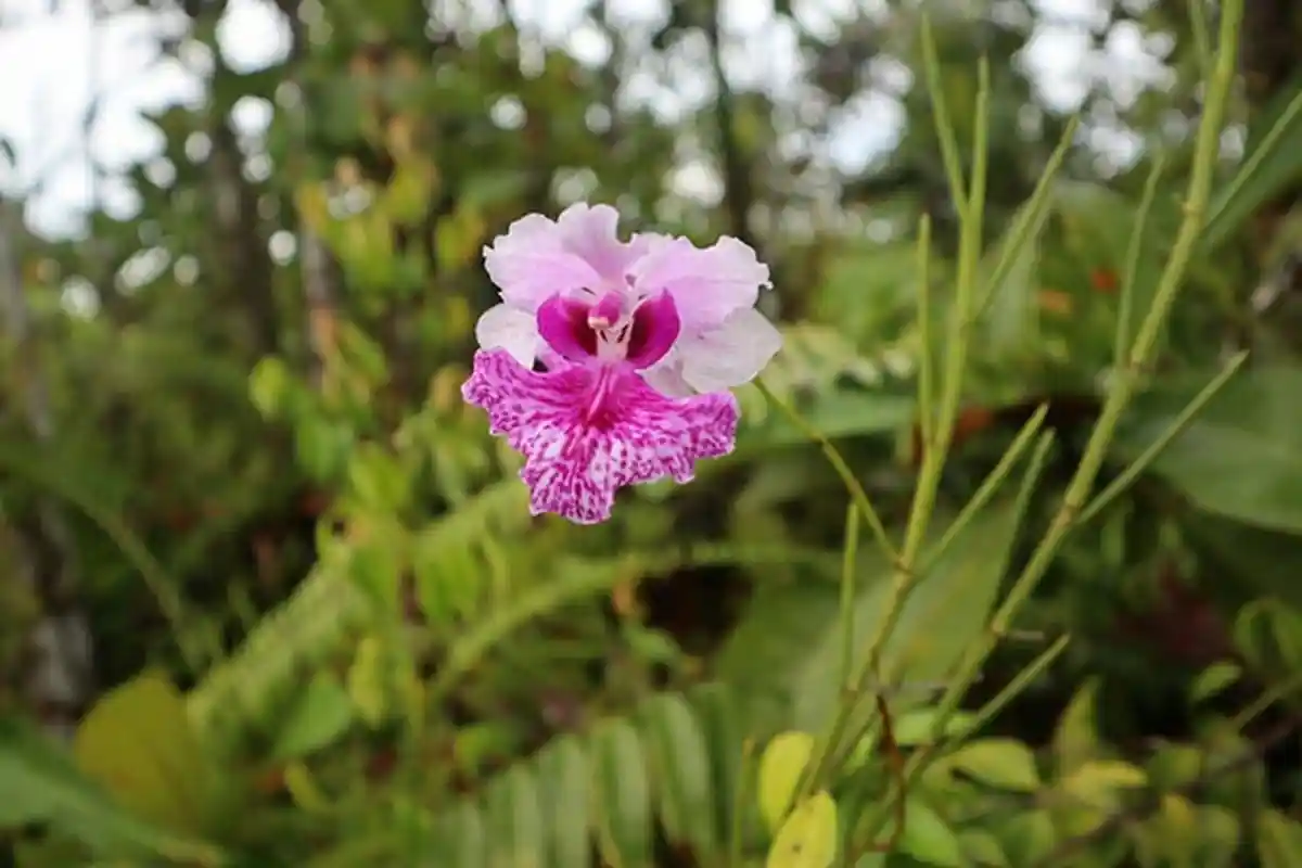 Yuk! Berpetualang ke Rawa Singkil