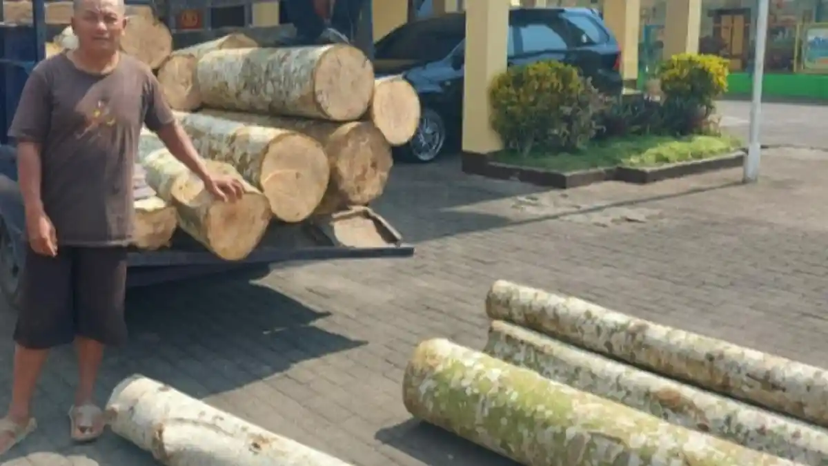 Curi Kayu Sengon di Kawasan RPH Dua Warga Asal Sumawe Malang Diringkus Polisi
