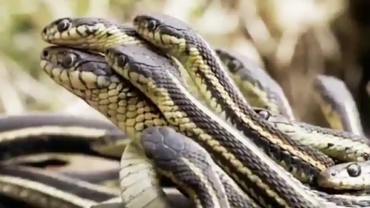 Bukan Ketemu Jodoh, 9 Arti Mimpi Melihat Ular Menurut Primbon Jawa Ini Pertanda Buruk, Waspada !