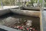 budidaya-ikan-koi11.jpg