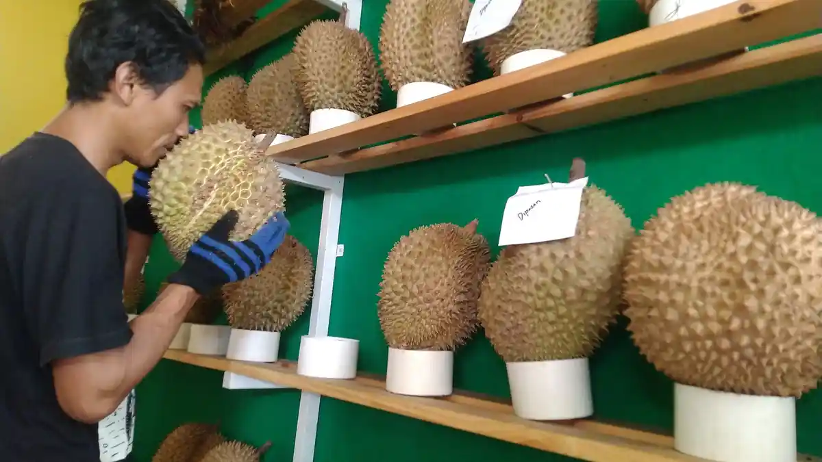 Menilik Usaha Durian Beromzet Rp 6 Juta Sehari, Asep Sasar Semua Kalangan Masyarakat di Kudus