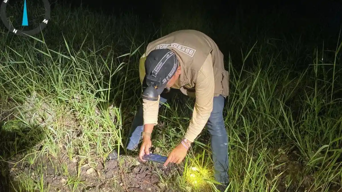 Kronologi Lengkap Serangan Harimau yang Kembali Makan Korban di Pelalawan - Tribunpekanbaru.com