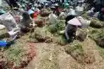 Petani Panen Bawang Merah 