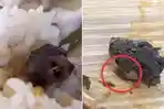 Viral-video-mahasiswa-temukan-kepala-tikus-dalam-nasi-di-kantin-kampus.jpg