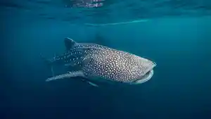 Whale-shark-yang-berada-diperairan-Pulau-Derawan.jpg