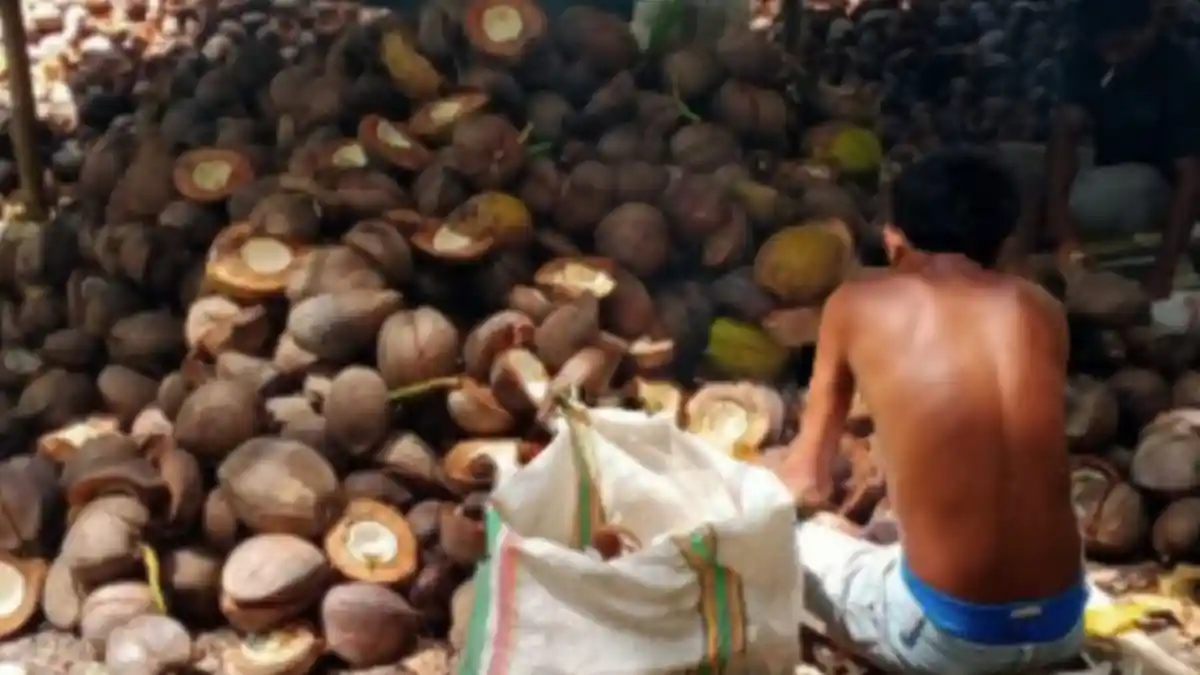 Update Harga Kopra Maluku Utara, Senin 20 Februari  2023, Kopra Turun Lagi, Selengkapnya Berikut