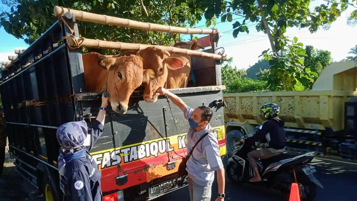 DPKH Gunungkidul Ajukan Anggaran Rp500 Juta Tangani PMK