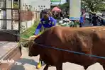 Evakuasi Sapi Kurban Ngamuk di Sukoharjo Berlangsung Dramatis, Terperosok ke Selokan Sedalam 2 Meter