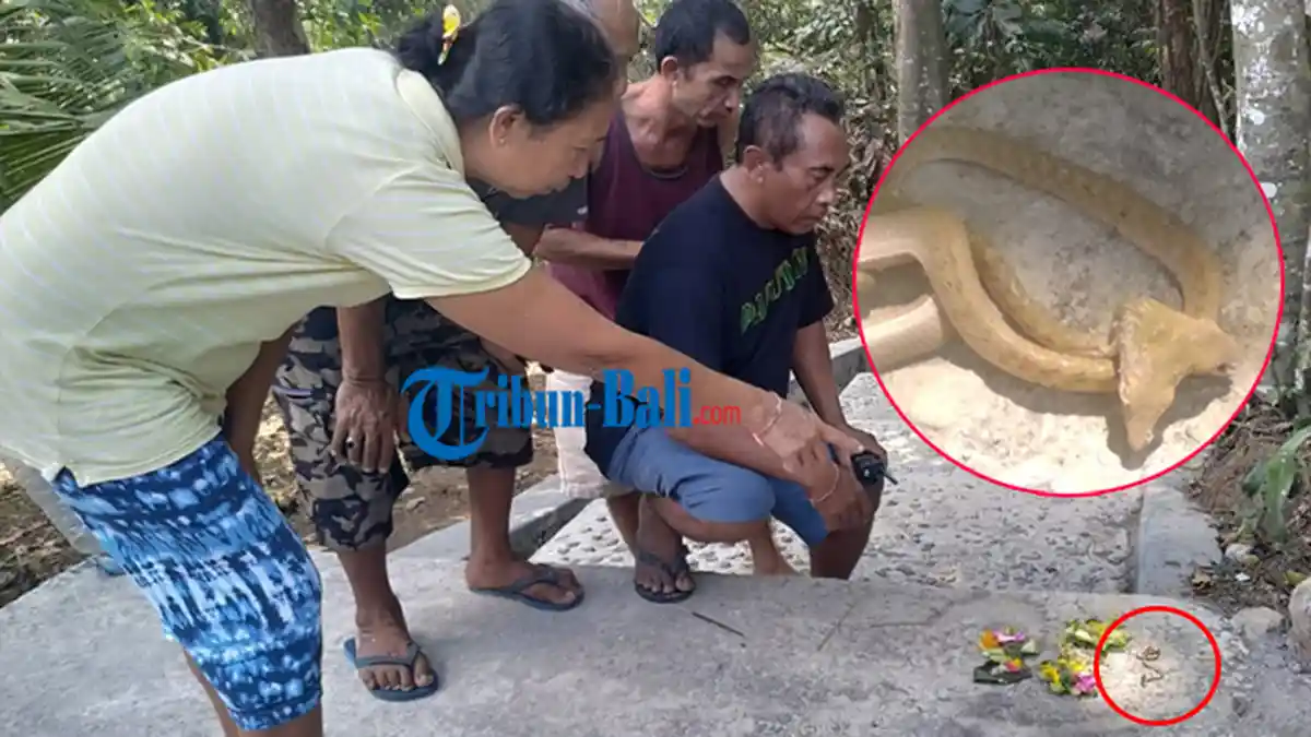 Ular Kepala Dua di Tabanan Viral, Perbekel Kukuh: Tempat Itu Angker, Jro Mangku Ambil Langkah ini