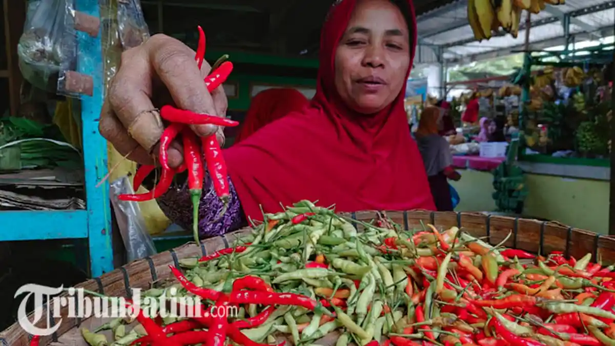 Harga Cabai di Tuban Terjun Bebas, Pedagang Sebut Masa Panen Jadi Sebab