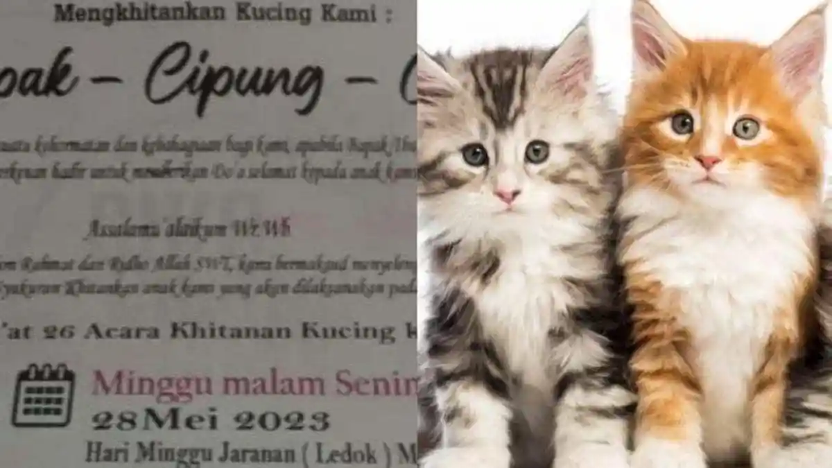 Viral Acara Khitanan Kucing di Banyuwangi Berlangsung Meriah dan Ada Jaranan, Ini Pengakuan Pemilik