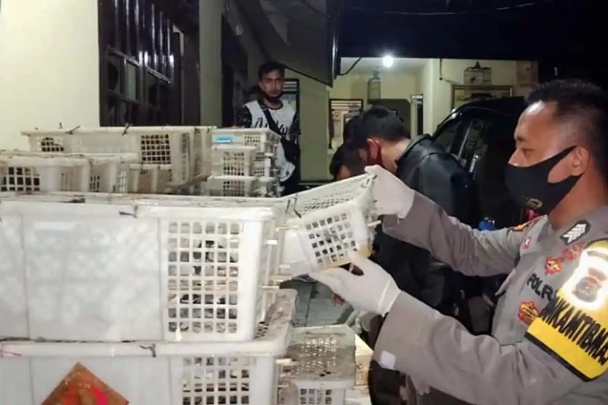 KSKP Bakauheni 2 Kali Gagalkan Penyelundupan Burung Liar Tanpa Dokumen dalam Sepekan