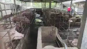 Kandang-Babi-yang-diprotes-oleh-warga-Karen-menimbulkan-bau-menyengat.jpg