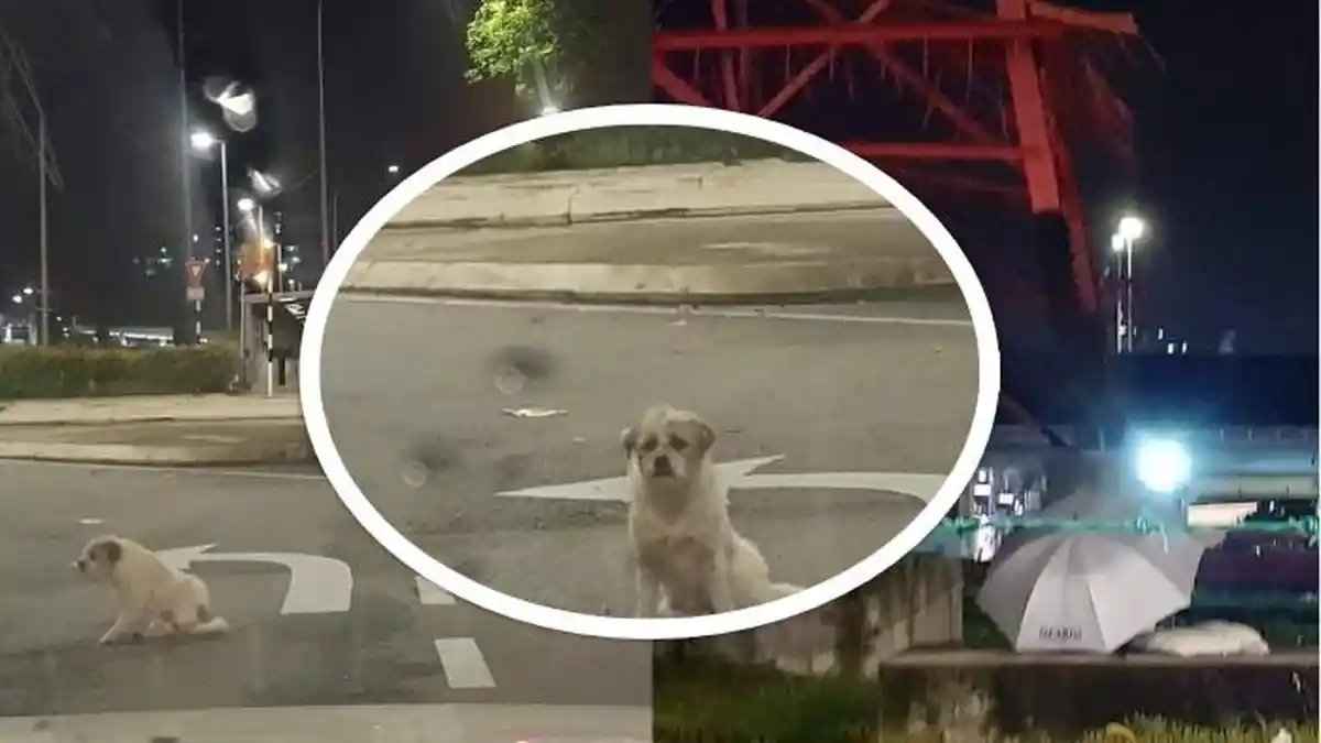 Viral Anjing Ditinggal Pemiliknya Sendirian di Pinggir Jalan, Hanya Diberi Payung dan Bantal