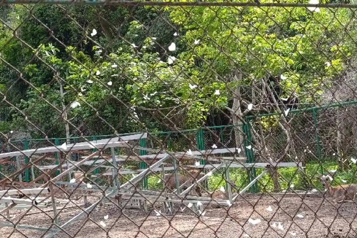 Indahnya Ribuan Kupu-kupu di TWA Gunung Tunak, Begini Keunikan dan Makna Keberadaannya