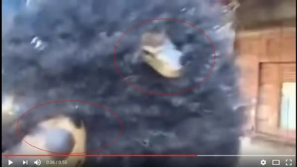 VIDEO : Ular Hinggap di Rambut Pria ini, Lalu Lihat yang Ia Lakukan? Hi . . . Merinding