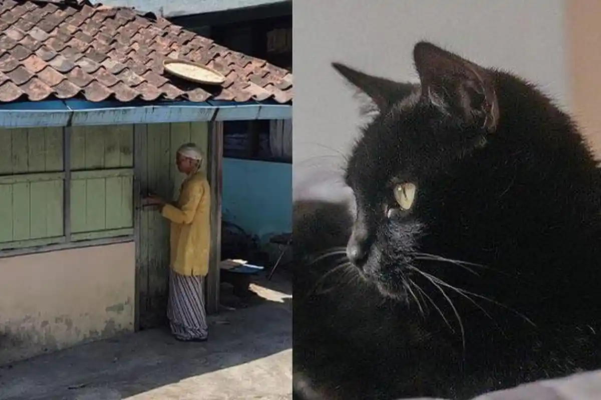 Sewa Warung Rp250 Ribu, Wanita Ternyata Timbun 17 Kucing, Pernah Diusir Warga karena Bau Bangkai