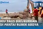 VIDEO - Bangkai Hiu Paus Dikubur di Pantai Rubek Manpayong Abdya