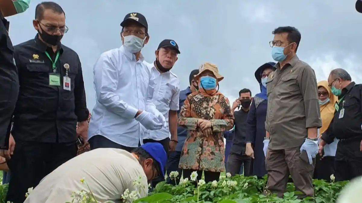 Sepanjang Pandemi Covid-19, Badan Karantina Pertanian Belawan Catat Ekspor Kentang Sumut 412,2 Ton