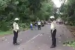 14 Tiang Listrik di Pemalang Roboh Tertimpa Pohon Tumbang, Polisi: Alhamdulillah Tak Ada Korban