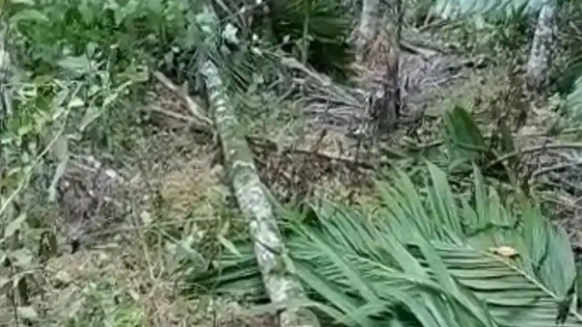 20 Gajah Liar Hancurkan Kebun Warga Keumala