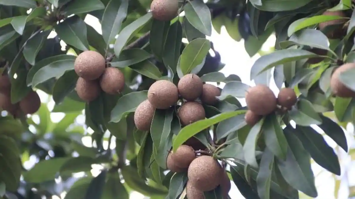 Fakta Unik Buah Sawo, dari Buah Hingga Bagian Pohon Semua Bisa Dimanfaatkan