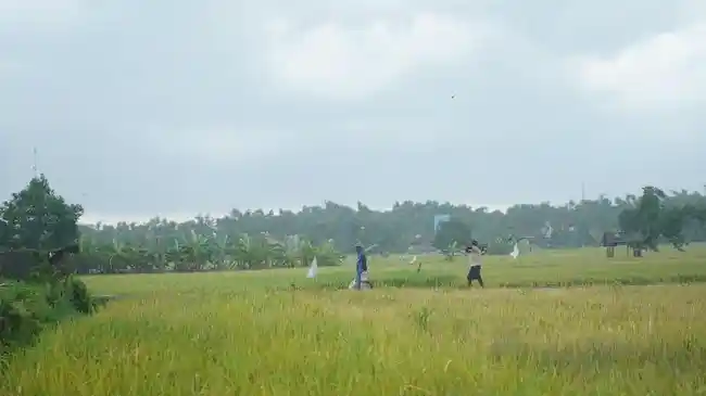 BMKG Ungkap Puncak Kemarau 2026 dan Ancaman El Nino hingga Awal 2027, Masyarakat Diminta Siaga