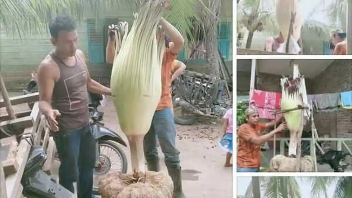 Viral Warga Sumut Pindahkan Bunga Bangkai Ke Dalam Pot, Pemilik Terancam Pidana