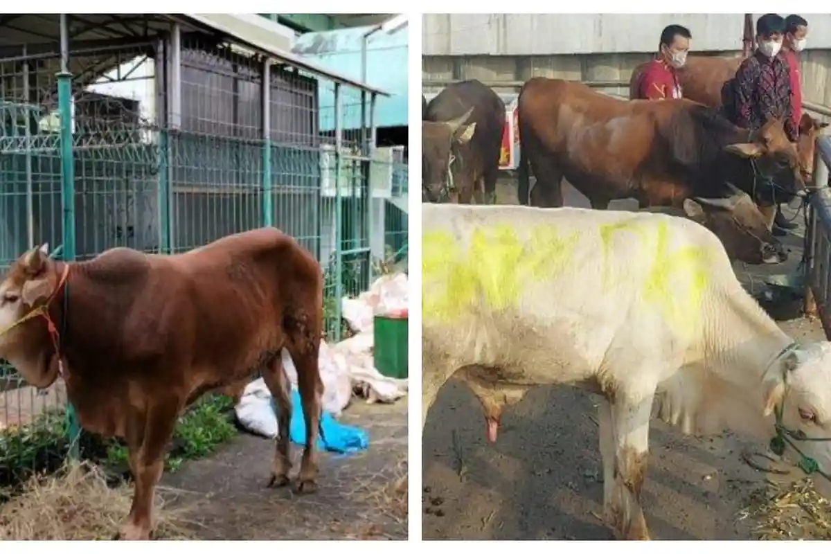 Cara Memilih Hewan Kurban Jelang Idul Adha 2023, Pastikan Sehat dan Tidak Cacat