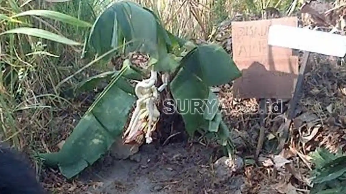Pohon Pisang Ajaib, Tumbuh Langsung Tandannya