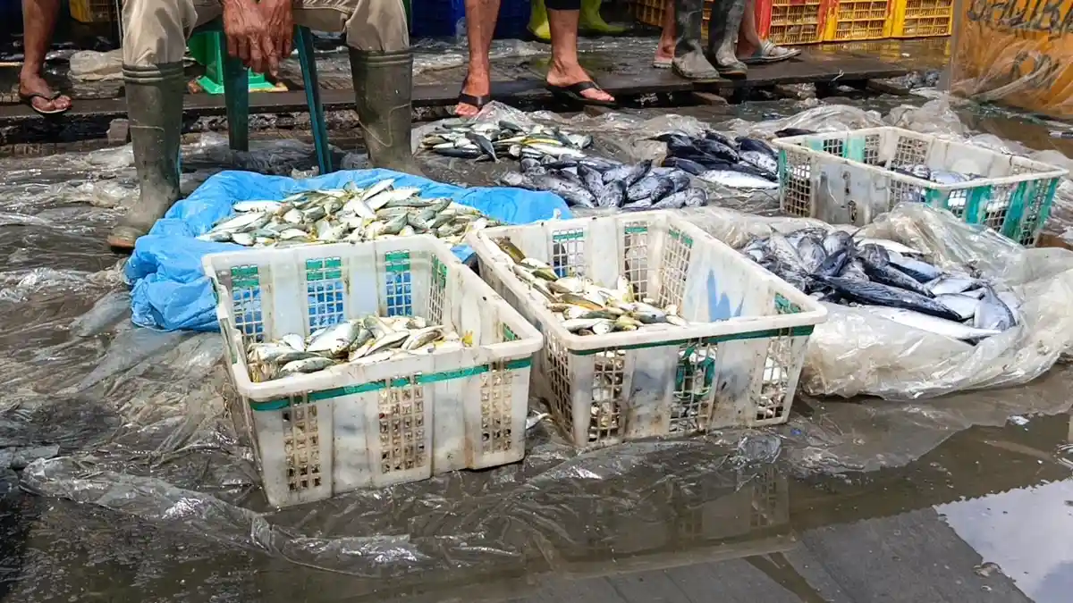 Ironi di TPI Idi, Tangkapan Melimpah tapi Harga Ikan Justru Terjun Bebas, Begini Nasib Pedagang