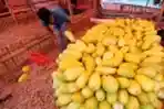 Permintaan Timun Suri Meningkat