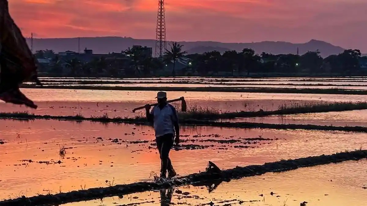 Senja di Pematang Sawah Saat Petani Mulai Tersenyum Naiknya Harga Gabah