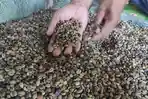 Mendekati Masa Panen, Harga Kopi di Empat Lawang Malah Turun Jadi Rp 50 Ribu Perkilo