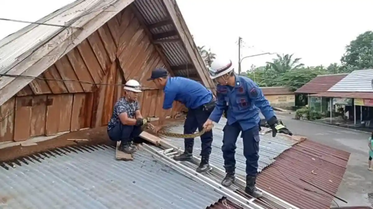 Ular Piton Sepanjang 2,5 Meter Muncul di Atap Kios Terminal PALI,  Gercep Dievakuasi Damkar