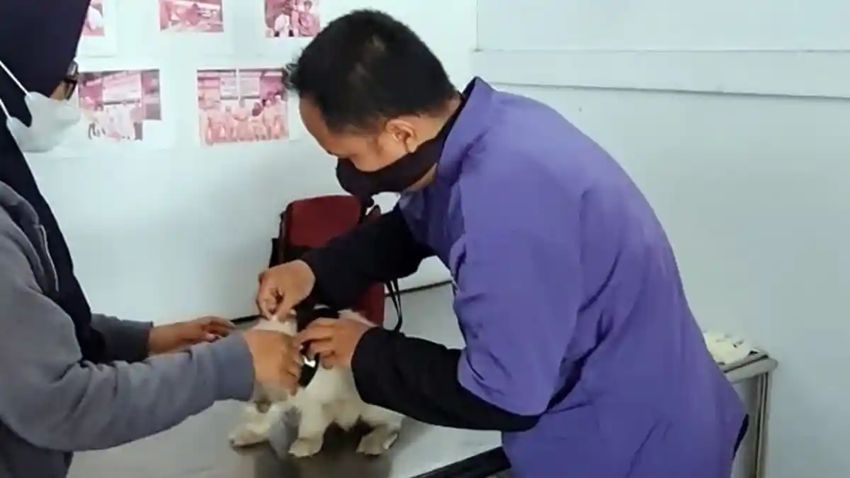 Punya Hewan Kesayangan? Ada Vaksinasi Rabies Gratis di Kota Tegal, Nih Syarat dan Pelaksanaannya